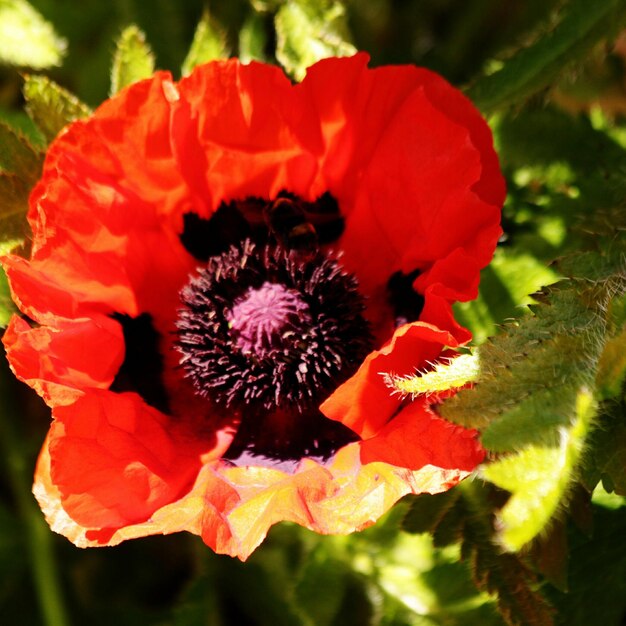 Primer plano de una flor roja