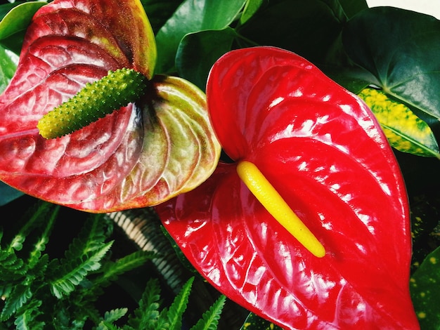 Foto primer plano de una flor roja