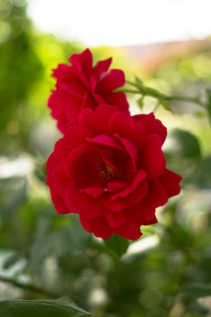 Foto primer plano de una flor roja