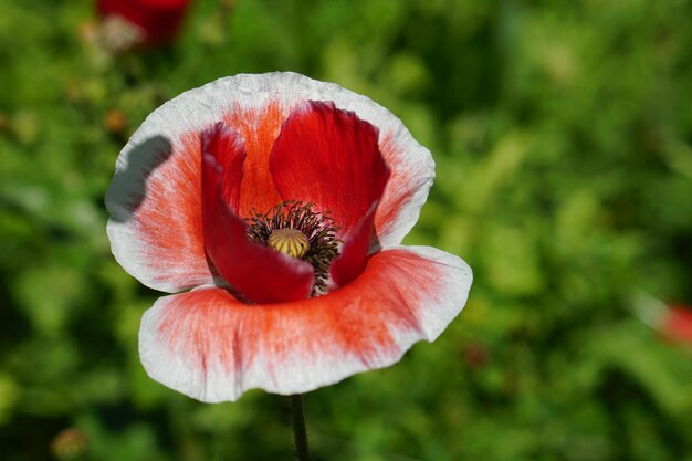 Foto primer plano de una flor roja