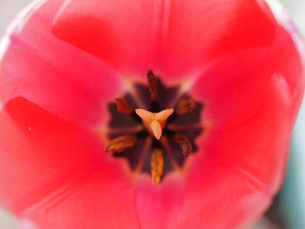 Foto primer plano de una flor roja