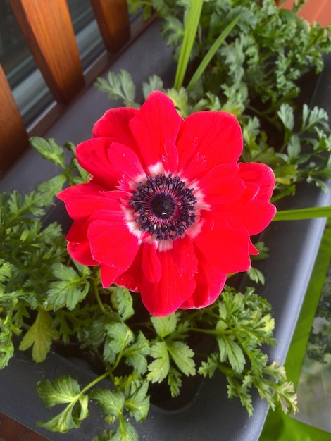 Foto primer plano de una flor roja