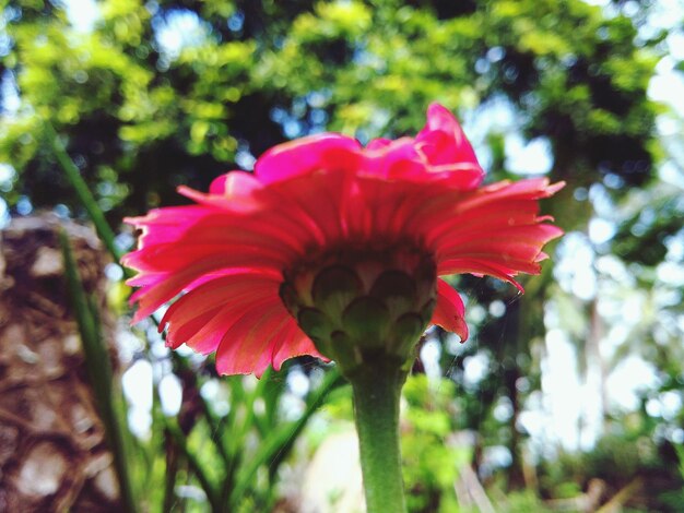 Foto primer plano de una flor roja