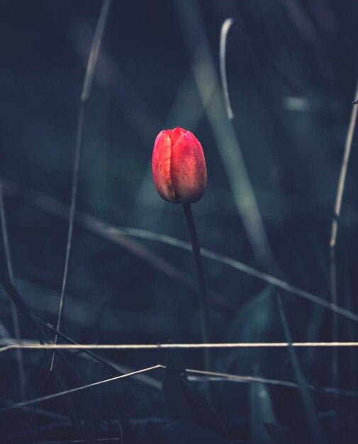 Foto primer plano de una flor roja