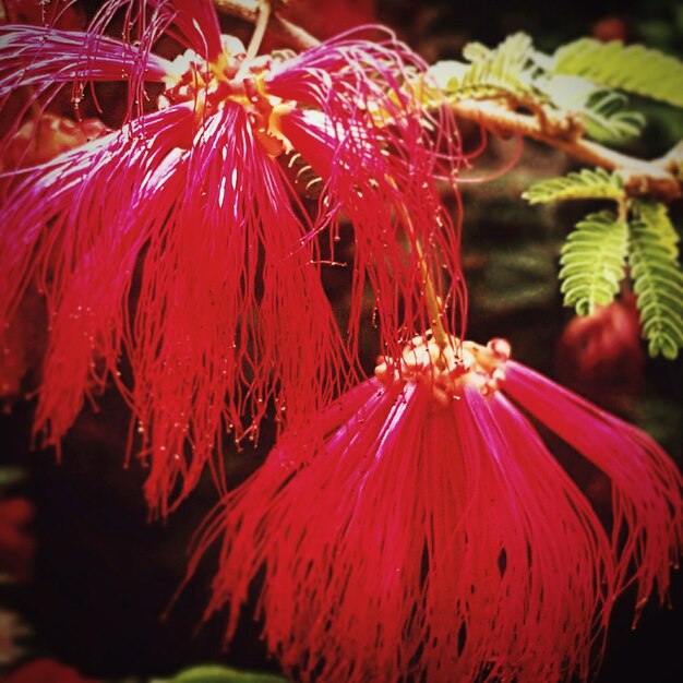 Primer plano de una flor roja