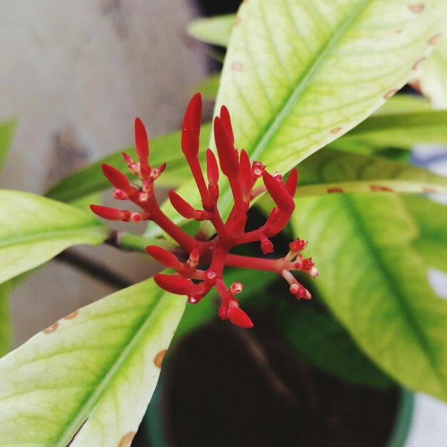 Foto primer plano de una flor roja