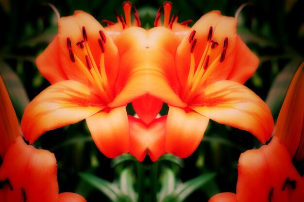 Foto primer plano de una flor roja