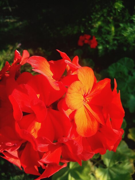 Foto primer plano de una flor roja