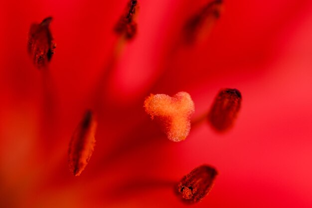 Foto primer plano de la flor roja