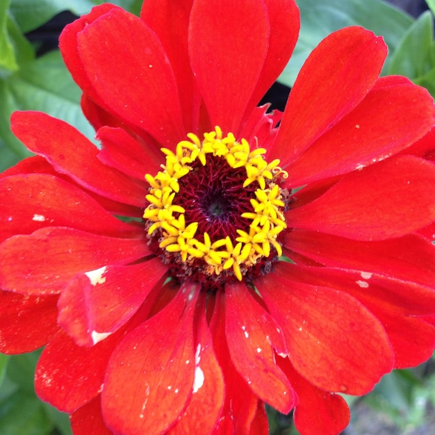 Foto primer plano de una flor roja