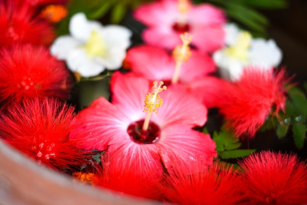 Foto primer plano de una flor roja