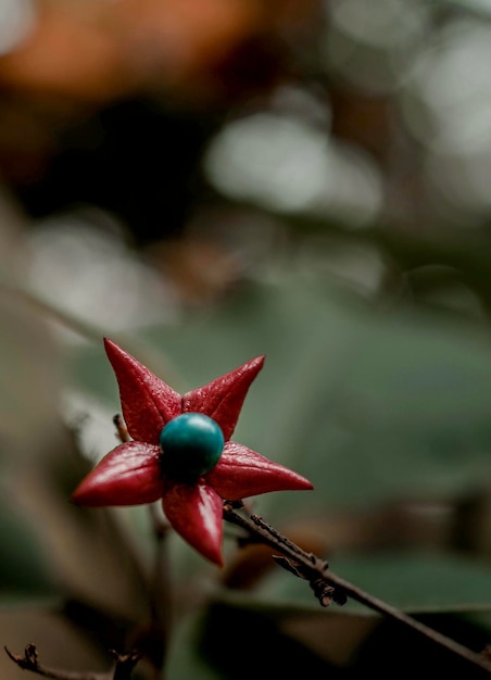 Foto primer plano de una flor roja