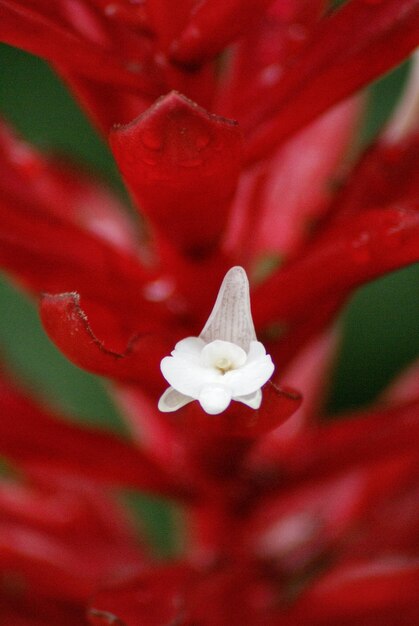 Foto primer plano de la flor roja