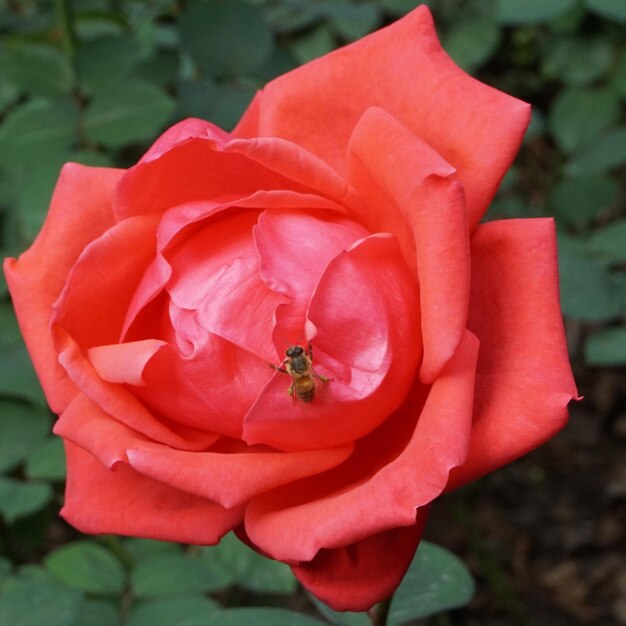 Primer plano de la flor roja