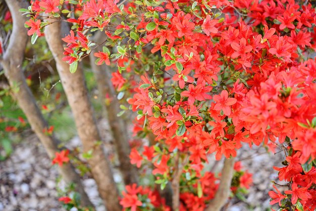 Foto primer plano de la flor roja