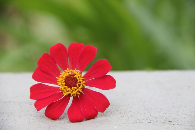 Primer plano de una flor roja