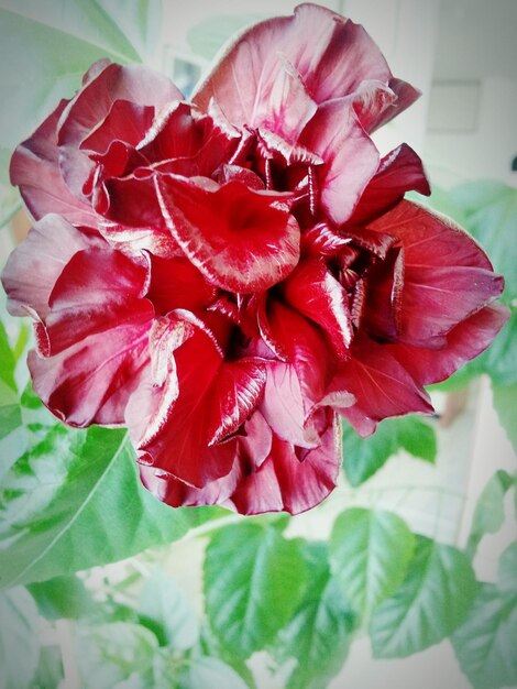 Foto primer plano de una flor roja