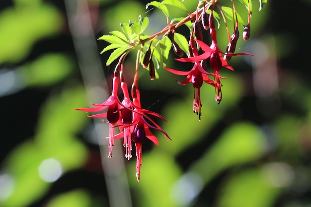 Foto primer plano de la flor roja