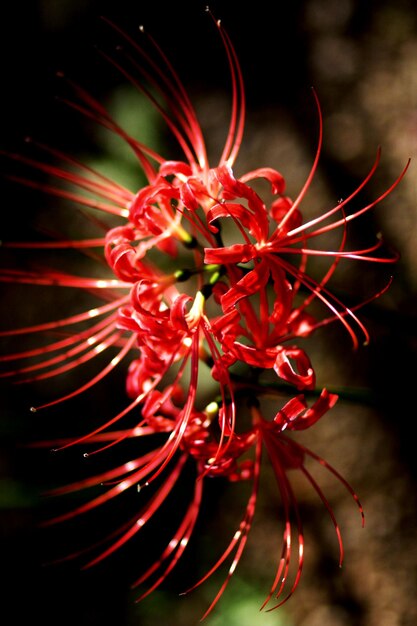 Primer plano de una flor roja