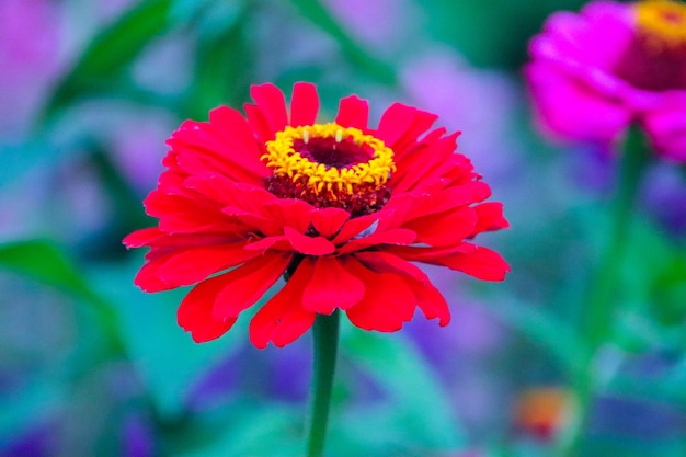 Foto primer plano de una flor roja