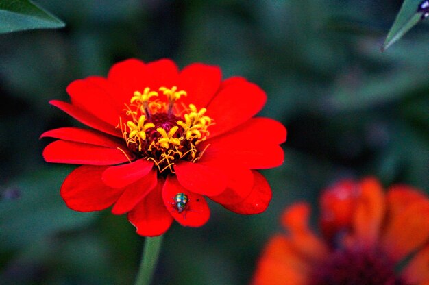 Foto primer plano de una flor roja