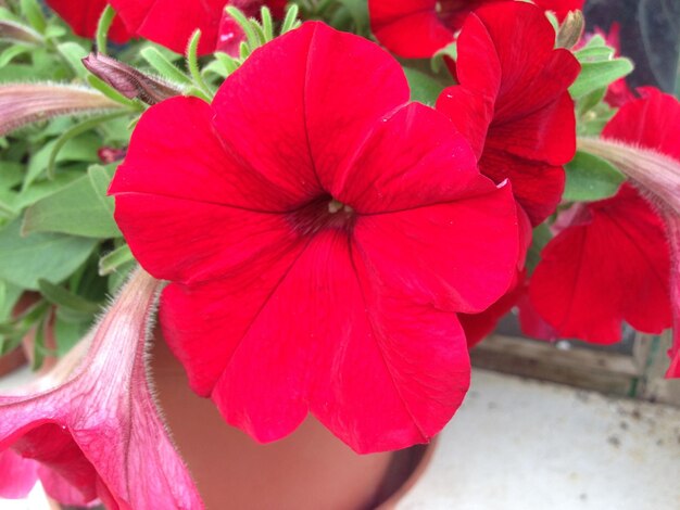 Foto primer plano de una flor roja