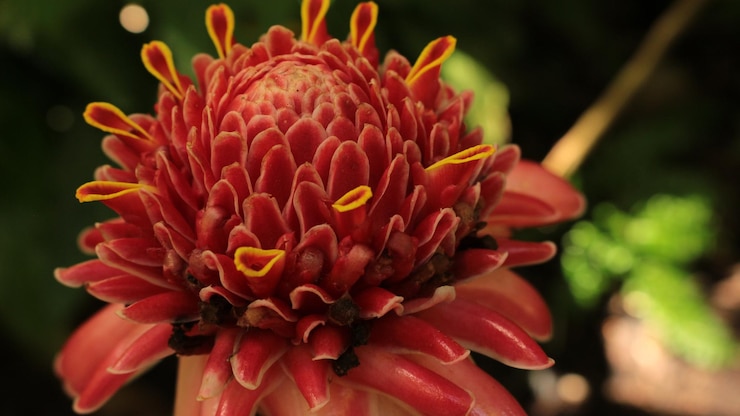 Foto primer plano de una flor roja