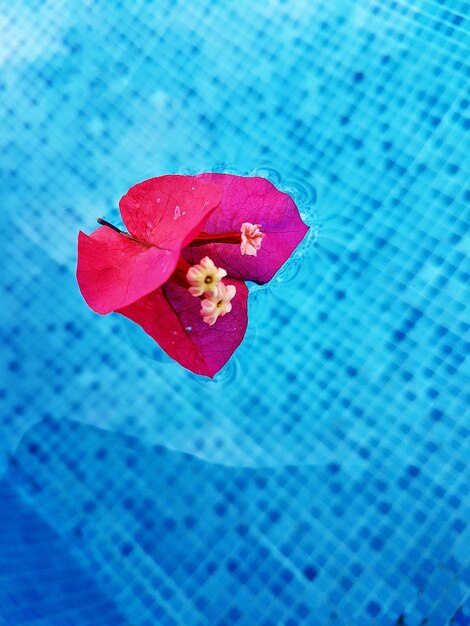 Primer plano de una flor roja