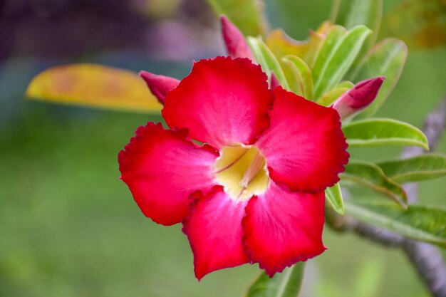 Foto primer plano de una flor roja