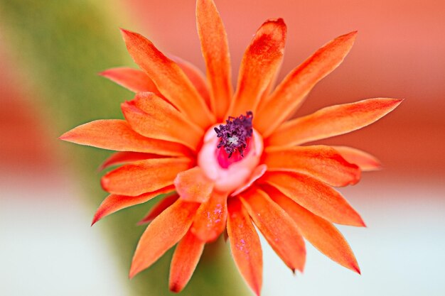 Primer plano de una flor roja