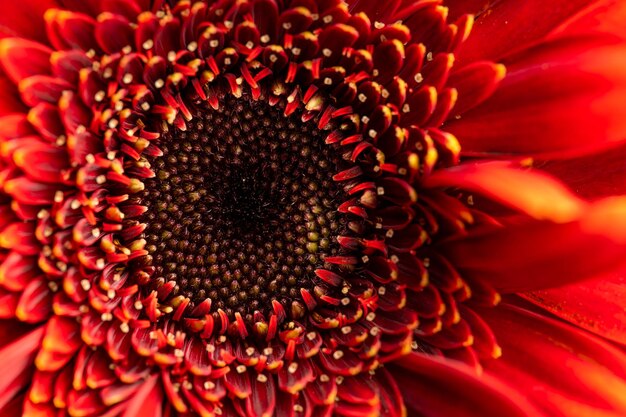 Foto primer plano de una flor roja