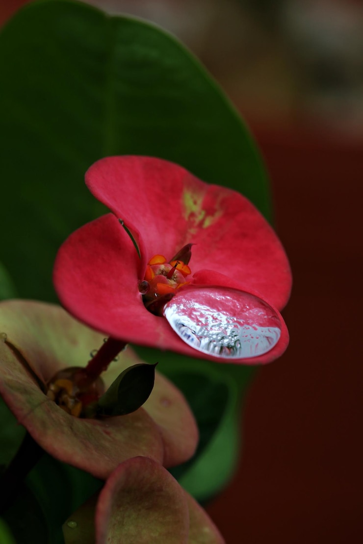 Foto primer plano de una flor roja