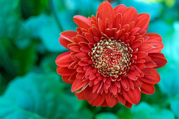 Primer plano de una flor roja