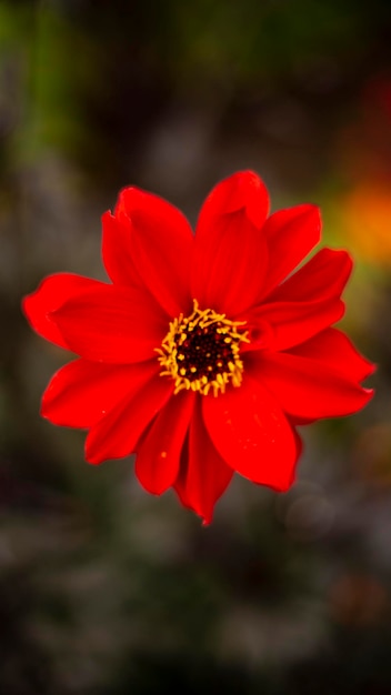 Foto primer plano de una flor roja