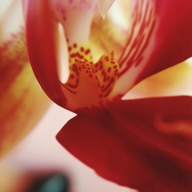 Foto primer plano de una flor roja