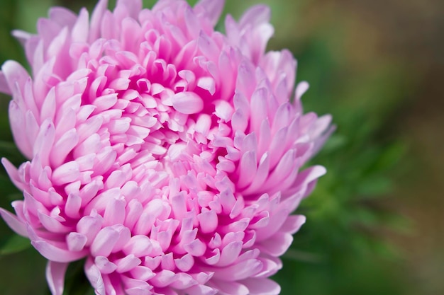 primer plano de la flor rosa aster