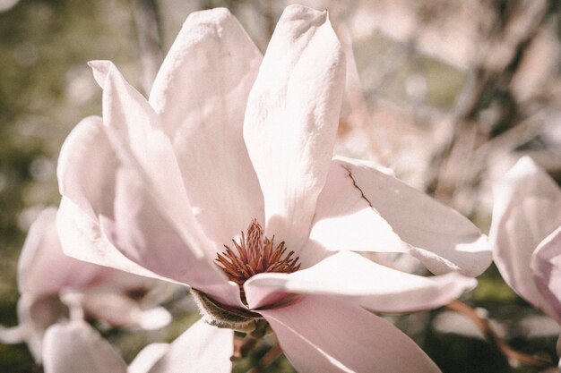 Foto primer plano de una flor de rosa blanca fresca