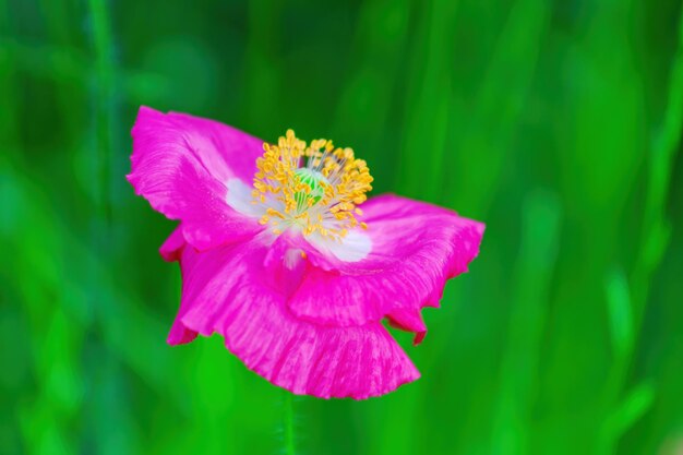 Primer plano de flor rosa brillante decorativa amapola