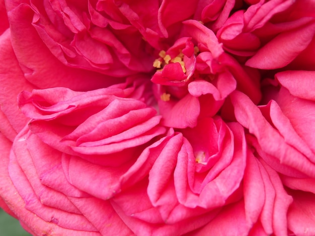 Un primer plano de una flor rosa con los estambres amarillos.