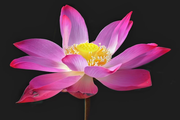 Primer plano de una flor rosa floreciendo contra un fondo negro