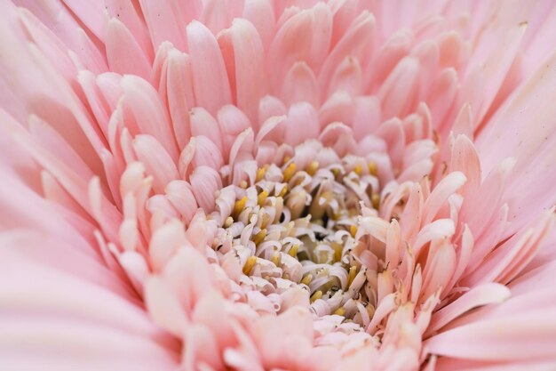 Foto primer plano de flor rosa. fondo de belleza. fondo rosa abstracto