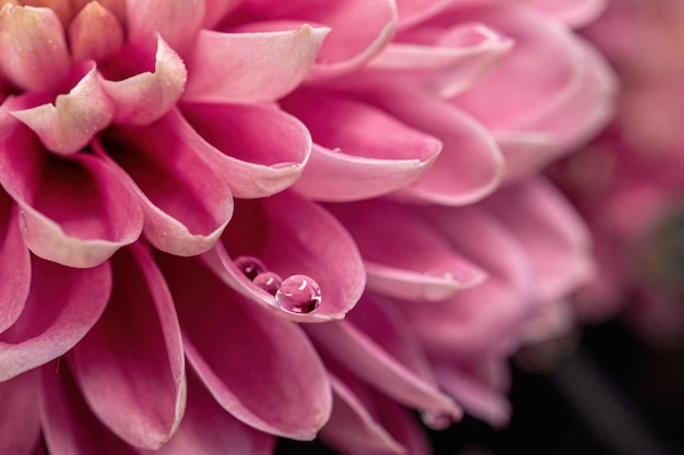 Primer plano de flor rosa de fondo natural