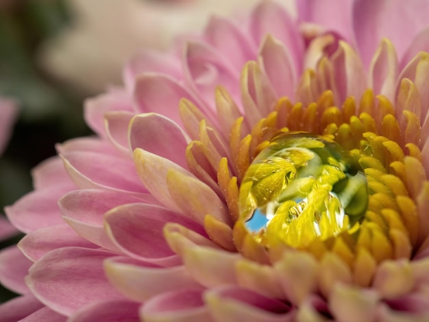 Primer plano de flor rosa de fondo natural