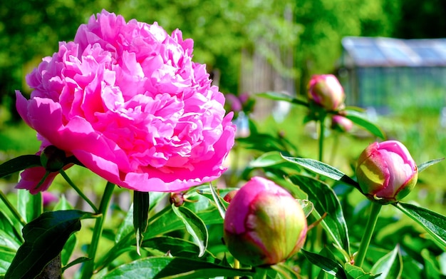 Primer plano de flor rosa grande de Pion