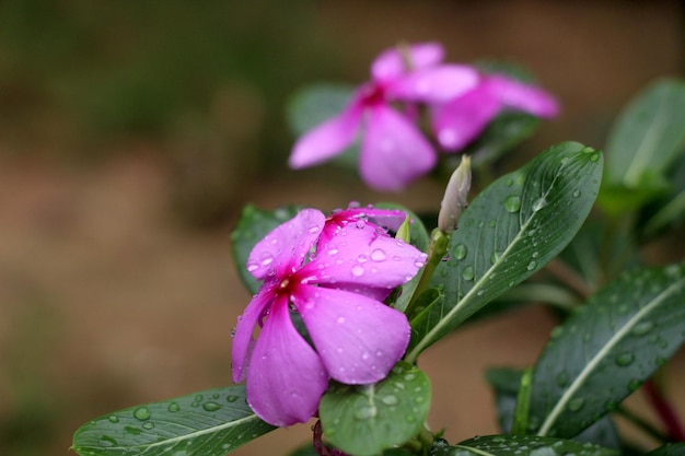 Foto primer plano de una flor rosa húmeda