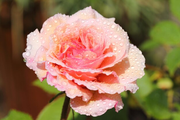 Primer plano de la flor de rosa húmeda