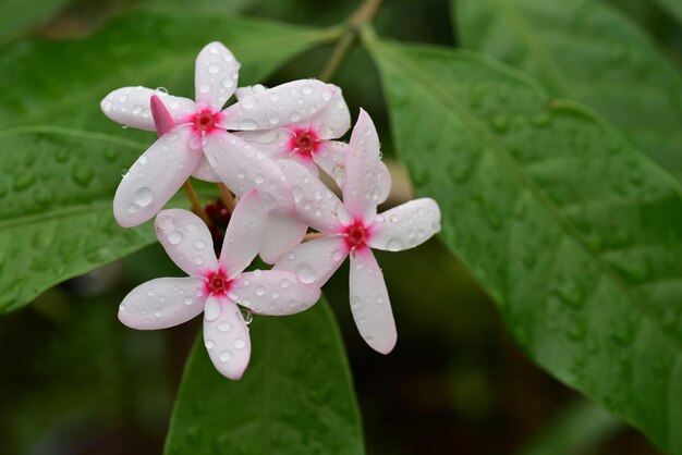 Foto primer plano de una flor rosa húmeda