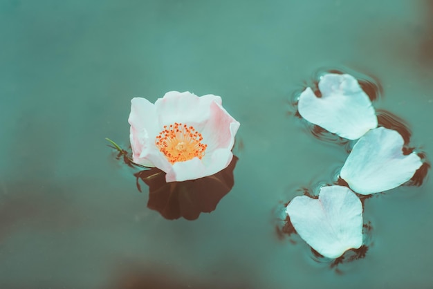 Primer plano de flor de rosa mosqueta capullo de rosa mosqueta en la superficie del agua Textura tierna de flor Alta resolución de moda