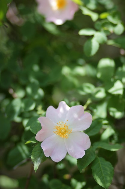 Primer plano de flor de rosa mosqueta Dogrose florece en el parque o bosque Composición de la naturaleza