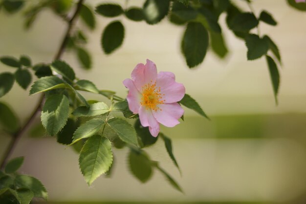 Primer plano de flor de rosa mosqueta Dogrose florece en el parque o bosque Composición de la naturaleza